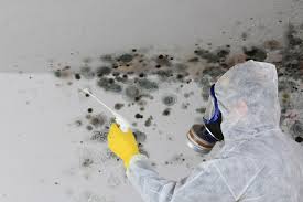 Best Environmental Consulting for Mold Prevention  in Red Lake, MN